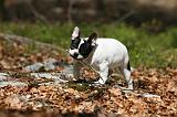 BOULEDOGUE FRANCAIS 1115